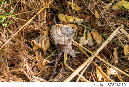 Big garden snail in shell crawling on wet road Big garden snail in shell crawling on wet road 87898230