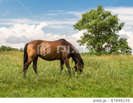 Beautiful wild brown horse stallion on summer flower meadow 87898239