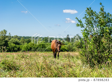 Beautiful wild brown horse stallion on summer flower meadow Beautiful wild brown horse stallion on summer flower meadow 87898283
