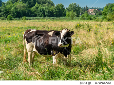 Photography on theme beautiful big milk cow Photography on theme beautiful big milk cow 87898288