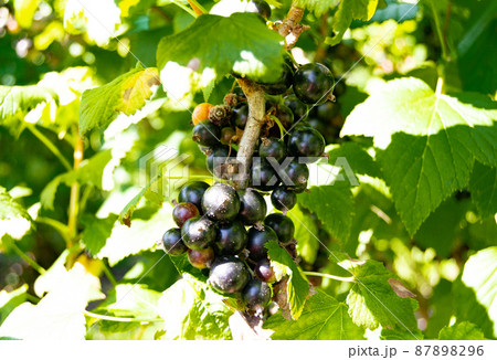 Photography on theme beautiful bush berry black currant 87898296