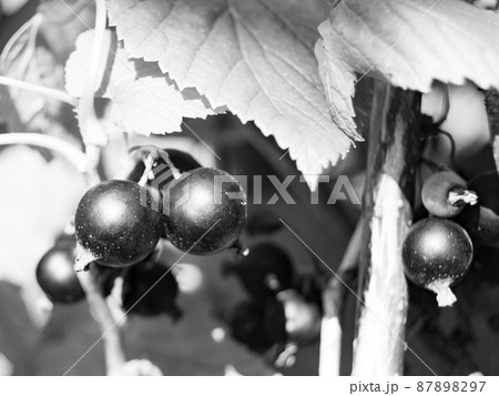 Photography on theme beautiful bush berry black currant 87898297