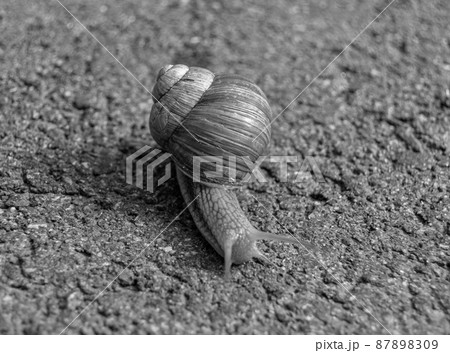 Big garden snail in shell crawling on wet road hurry home 87898309