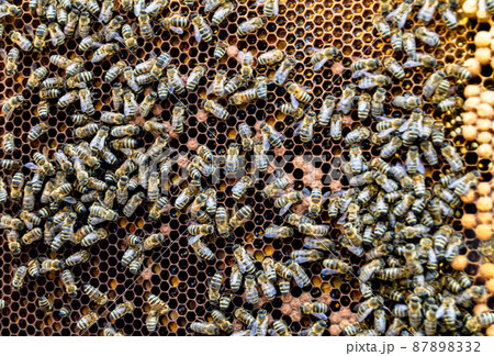 Honeycomb from bee hive filled with golden honey Honeycomb from bee hive filled with golden honey 87898332