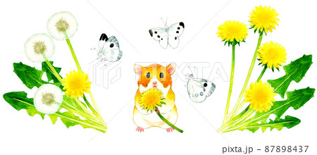 タンポポを両手で持って立つハムスターとモンシロチョウ　春の草花と動物の手描き水彩イラスト素材 87898437