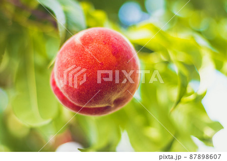 Peach - detail of fruit - on tree, green leaves around Peach - detail of fruit - on tree, green leaves around 87898607