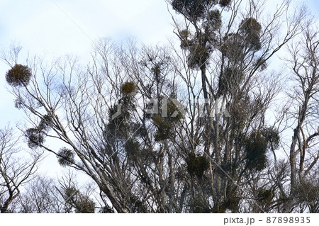 ヤドリギ 「神が宿る木」 ヤドリギ 「神が宿る木」 87898935