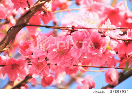 ピンクの花桃 ピンクの花桃 87898954