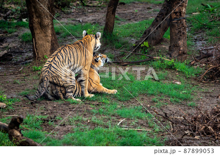 Two wild bengal tiger pair making love mating or courtship Behaviour in beautiful monsoon green background at national park or reserve forest of central india Two wild bengal tiger pair making love mating or courtship Behaviour in beautiful monsoon green background at national park or reserve forest of central india 87899053