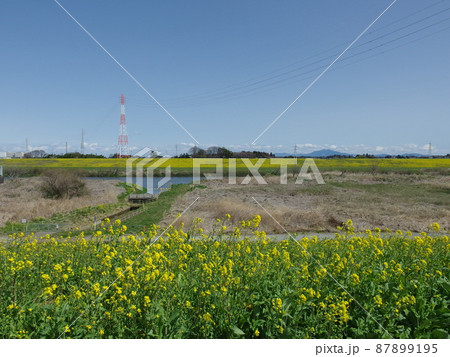 杉戸町　菜の花　江戸川堤防沿い 87899195