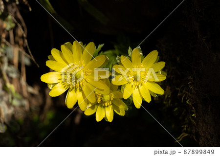 早春の光を浴びて咲くフクジュソウと希望のイメージ 87899849