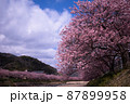 早咲きの桜 87899958