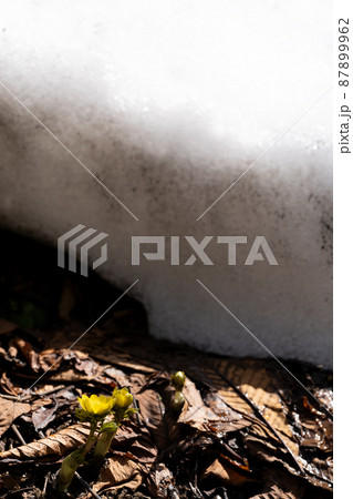 残雪と福寿草の成長 87899962