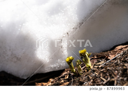 残雪と福寿草の成長 87899963