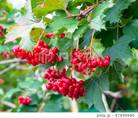 Photography on theme beautiful sour berry viburnum 87899980