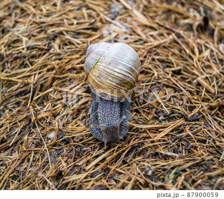 Big garden snail in shell crawling on wet road Big garden snail in shell crawling on wet road 87900059