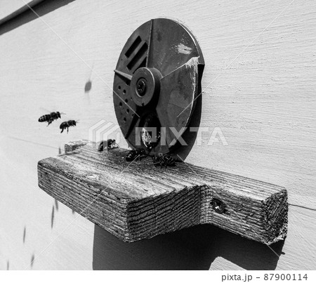 Winged bee slowly flies to beehive collect nectar Winged bee slowly flies to beehive collect nectar 87900114