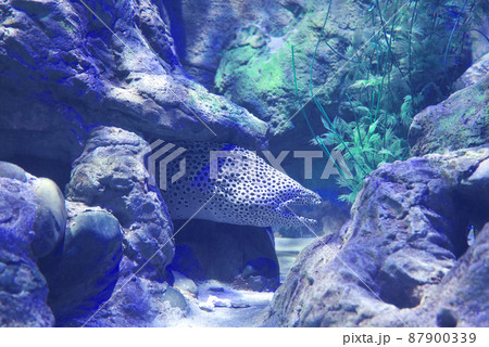 Vincom 水族館 / ベトナム ハノイ Times City 87900339