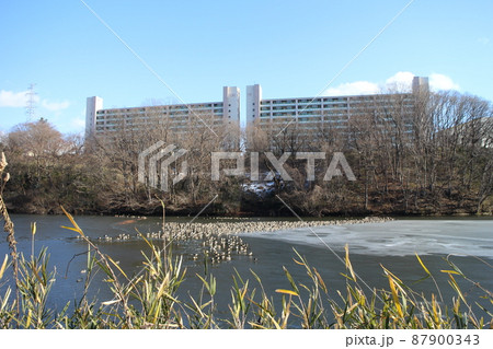 宮城県仙台市　冬の鶴ヶ谷中央公園周辺 87900343