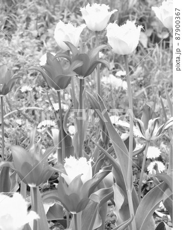 Bouquet wildflowers tulip blooming in garden 87900367