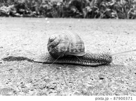 Big garden snail in shell crawling on wet road hurry home 87900371
