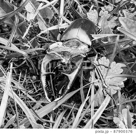 Male stag beetle with long and sharp jaws in wild forest Male stag beetle with long and sharp jaws in wild forest 87900376