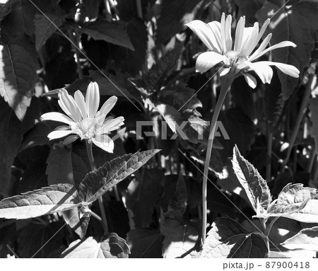 Bouquet wildflowers chamomile blooming in garden Bouquet wildflowers chamomile blooming in garden 87900418
