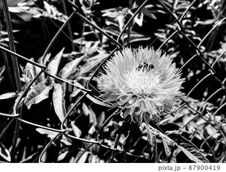 Winged bee slowly flies to the plant, collect nectar for honey Winged bee slowly flies to the plant, collect nectar for honey 87900419