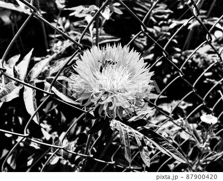 Winged bee slowly flies to the plant, collect nectar for honey Winged bee slowly flies to the plant, collect nectar for honey 87900420