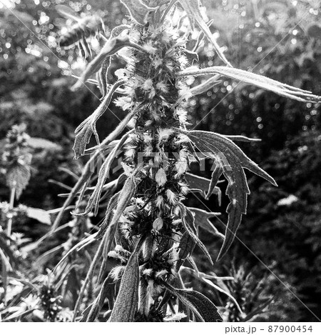 Winged bee slowly flies to the plant, collect nectar for honey Winged bee slowly flies to the plant, collect nectar for honey 87900454