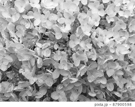 Bouquet wildflowers close up blooming in garden Bouquet wildflowers close up blooming in garden 87900598