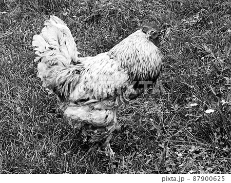 Rooster crowing looking for food in natural grass 87900625