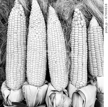 Photography to theme beautiful vegetable cob corn Photography to theme beautiful vegetable cob corn 87900638
