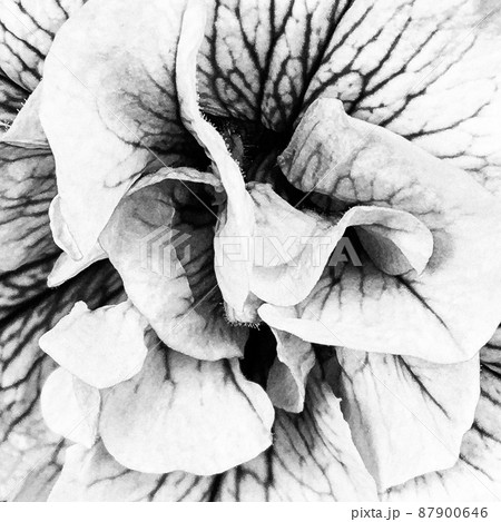 Bouquet wildflowers close up blooming in garden 87900646