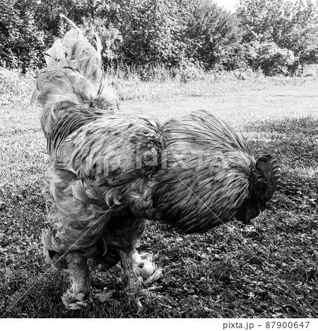Rooster crowing looking for food in natural grass Rooster crowing looking for food in natural grass 87900647