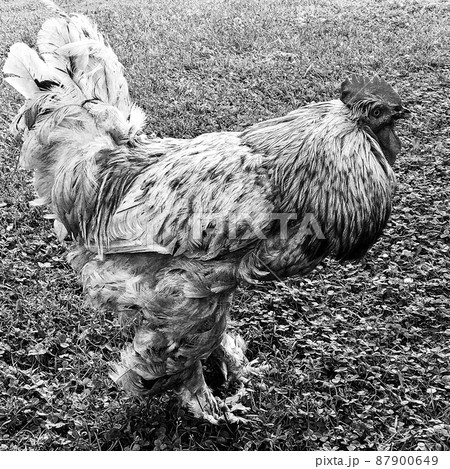 Rooster crowing looking for food in natural grass Rooster crowing looking for food in natural grass 87900649