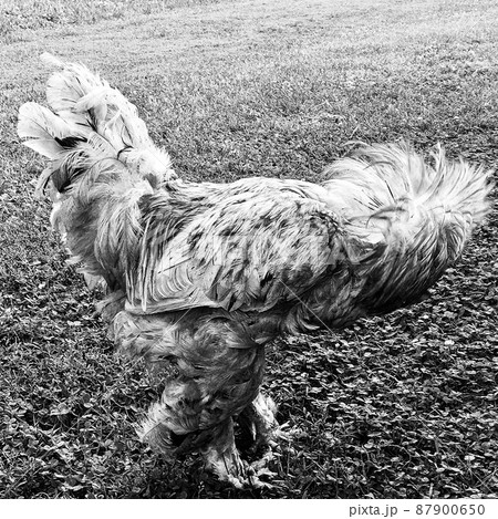 Rooster crowing looking for food in natural grass Rooster crowing looking for food in natural grass 87900650
