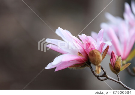 ピンクのモクレン ピンクのモクレン 87900684