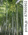 竹林4 87900902