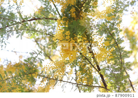 ミモザの花 87900911
