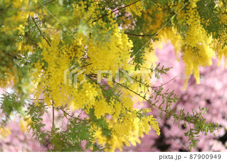 ミモザの花 87900949