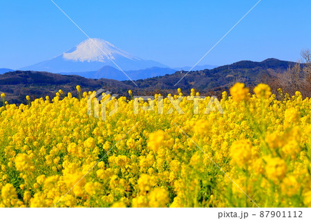 二宮町吾妻山公園  菜の花畑と富士山 87901112