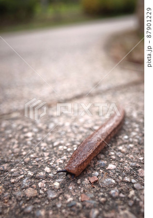 カタツムリ 野生 クローズアップ 87901229