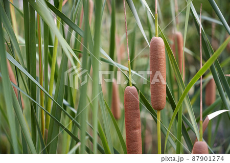 ガマ 植物 池 87901274