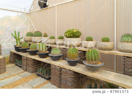 Cactus plants set with rocks in garden desert in industry farm in agriculture concept. Nature landscape background. 87901373