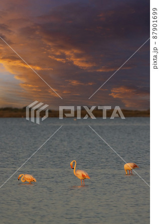 Flamingo in Parc Naturel regional de Camargue, Provence, France 87901699