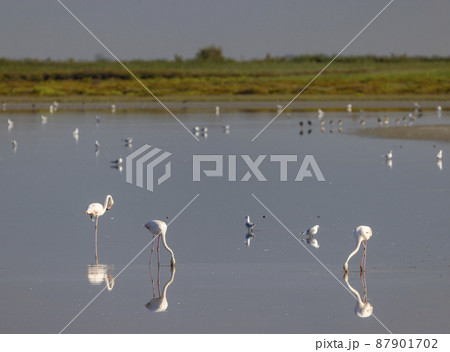 Flamingo in Parc Naturel regional de Camargue, Provence, France Flamingo in Parc Naturel regional de Camargue, Provence, France 87901702