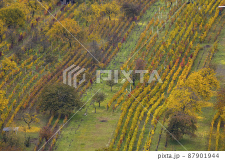 Autumn vineyard near Mutenice, Southern Moravia, Czech Republic 87901944