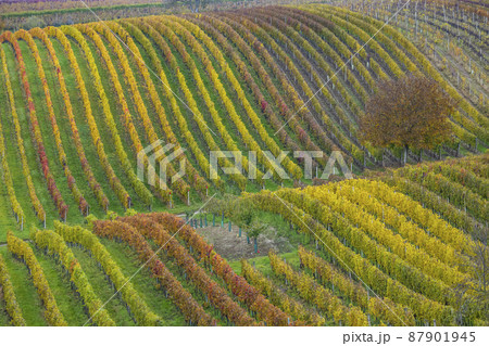 Autumn vineyard near Cejkovice, Southern Moravia, Czech Republic Autumn vineyard near Cejkovice, Southern Moravia, Czech Republic 87901945