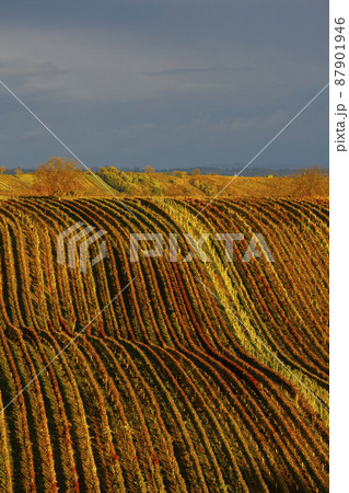 Autumn vineyard near Cejkovice, Southern Moravia, Czech Republic Autumn vineyard near Cejkovice, Southern Moravia, Czech Republic 87901946